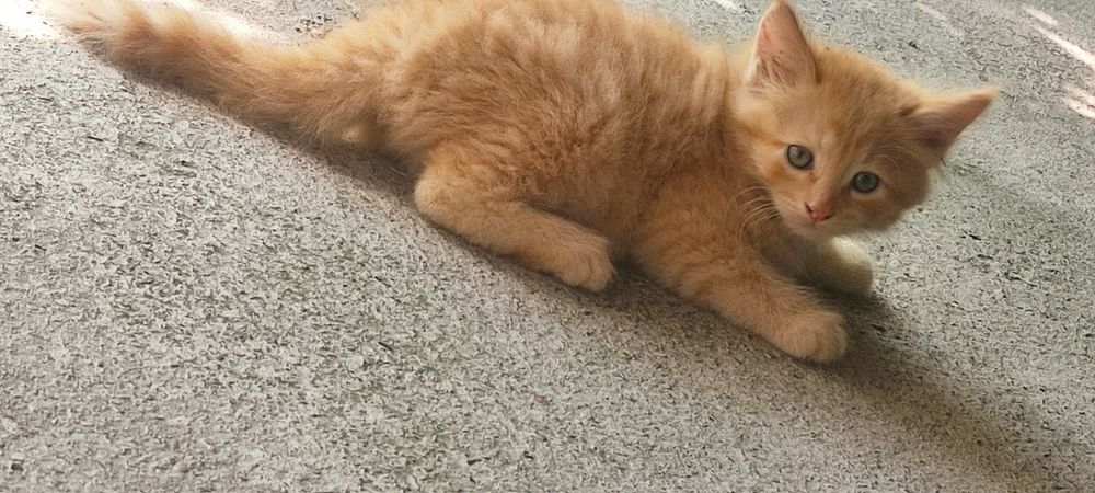Отдам котят в добрые руки