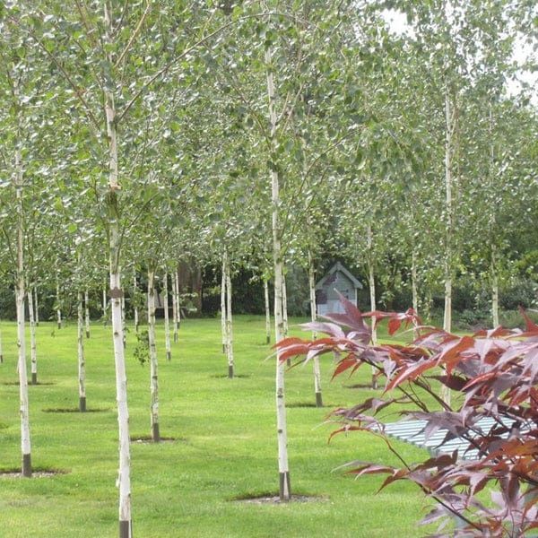 Mesteacăn ( betula pendula ) tei, platan, artar, plop alb, catalpa.