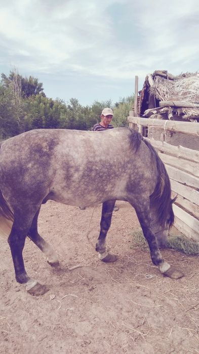 Айғыр байланған байлауда