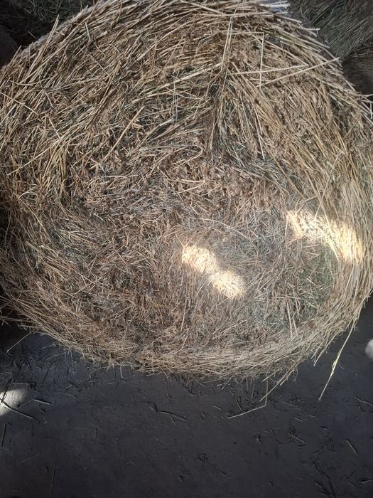 Vând lucernă cantitate mare