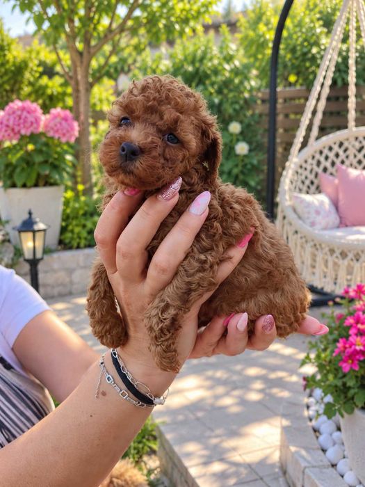 Toy poodle момче-Fci, Genetic, Pl