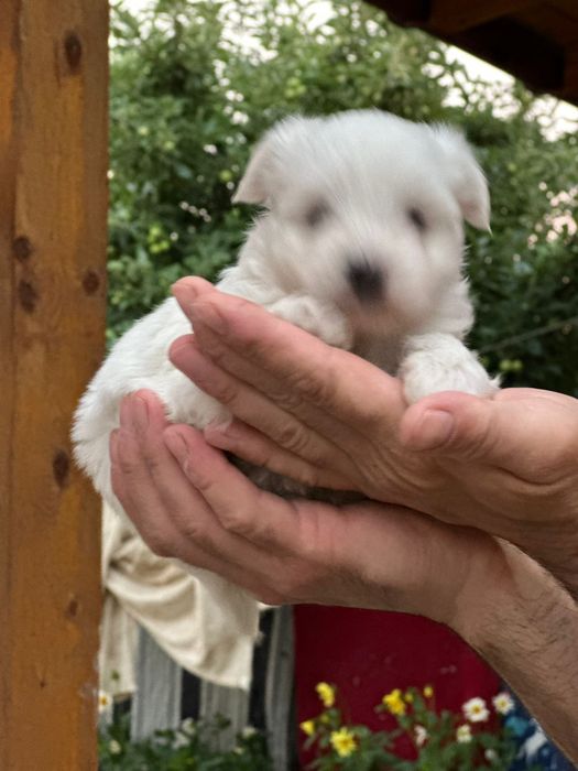 Vînd  bichon  maltez