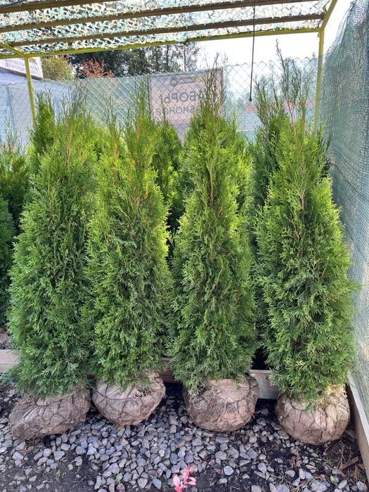 Туя смарагд в Алматы