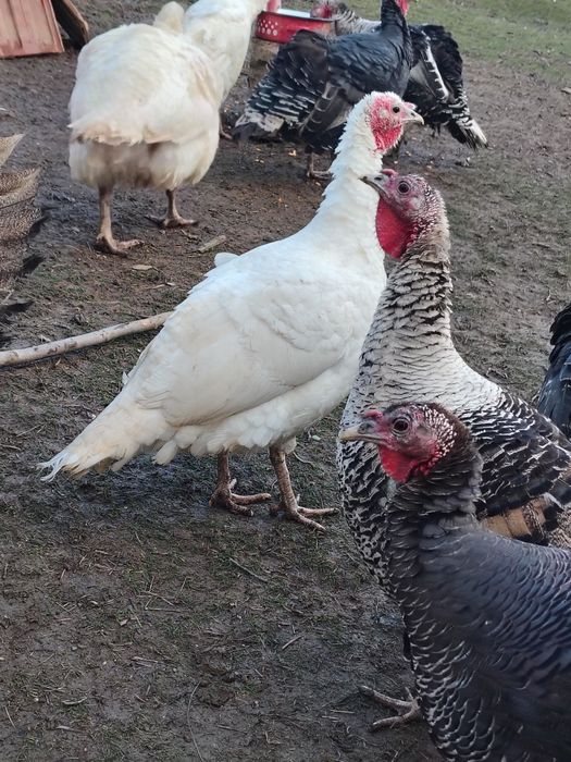 Curci românești de vanzare