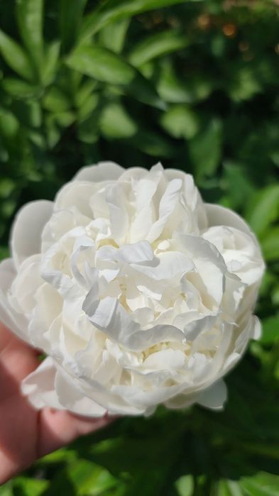 Травянистые пионы