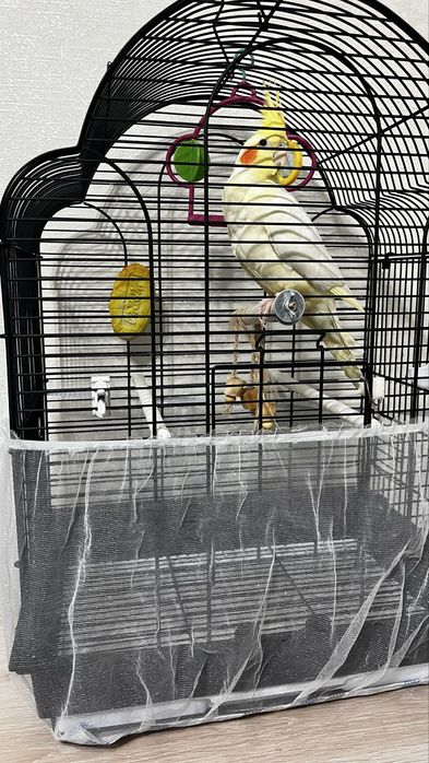 Продам попугай карелла