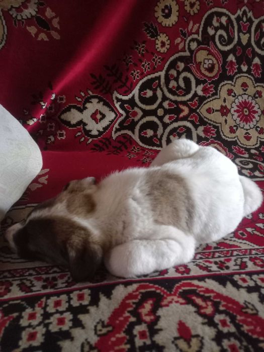 Щенок бесплатно в добрые руки