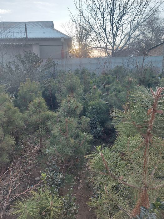 Киримиски сасна дастафка бор