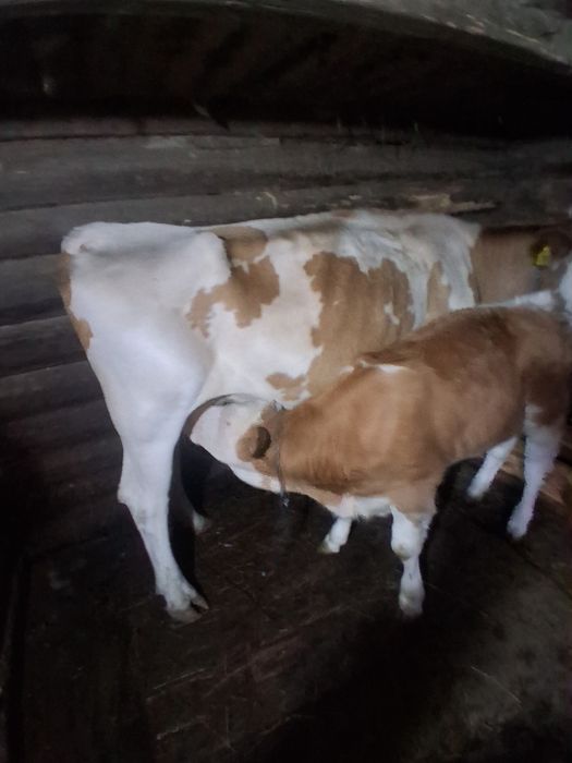 Vaca de vânzare,bună de lapte! Mai multe detalii în privat!