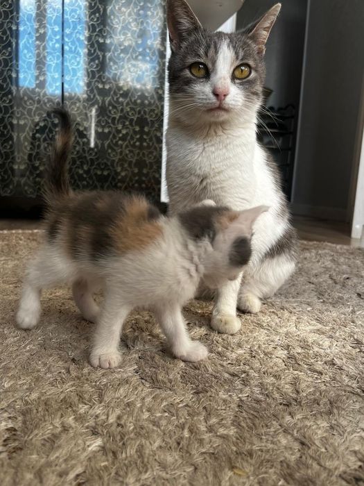 Отдадим кошку в хорошие руки