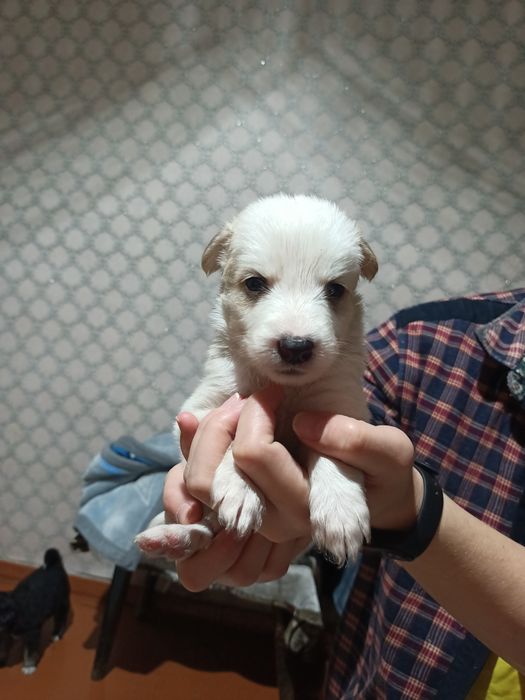 Отдам щеня  в добрые руки .