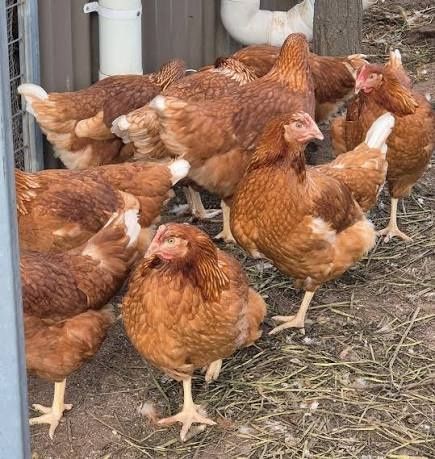 Vindem gaini de oua in toata tara