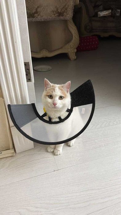 Найден  рыжий котик