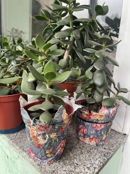 Денежное дерево в горшке