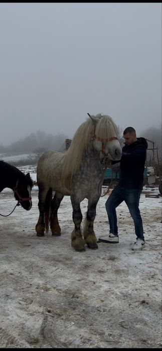 Armasar cu sange de 6 ani