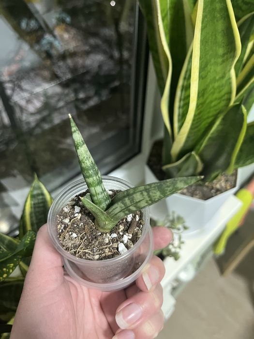 Сансевиерия, разные сорта