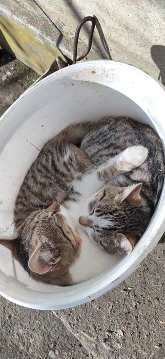 DONEZ pui de pisică