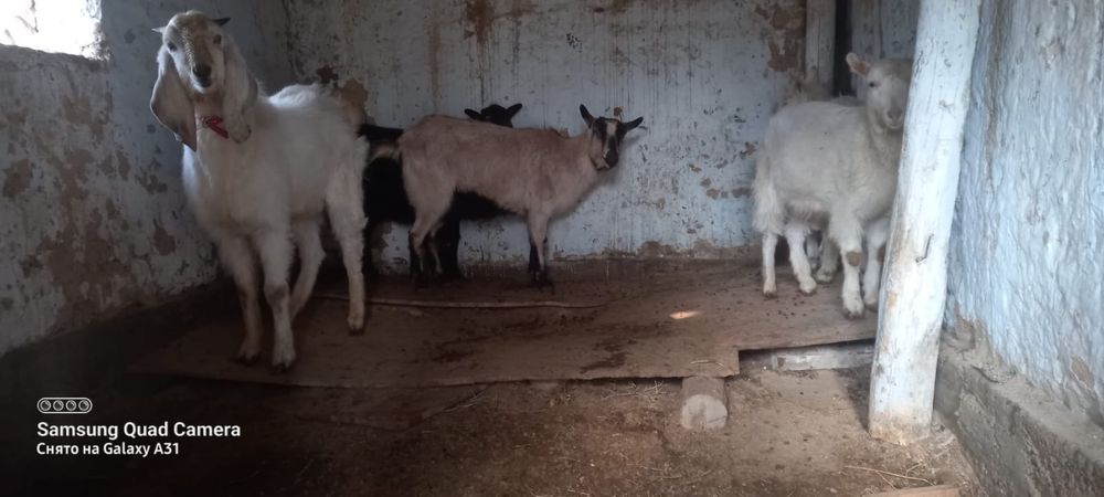 Ешкі Теке козёл коза козы