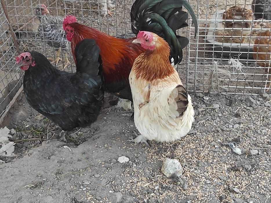 Продам карликовых курей