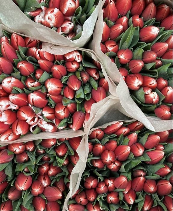 Оптовые поставки тюльпанов Уральск