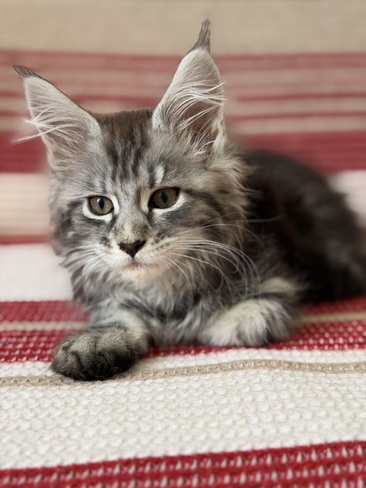 Продам котенка Мейн-кун