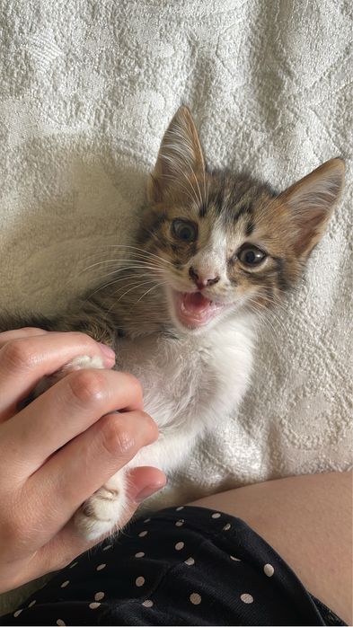 Отдаю котенка в добрые руки