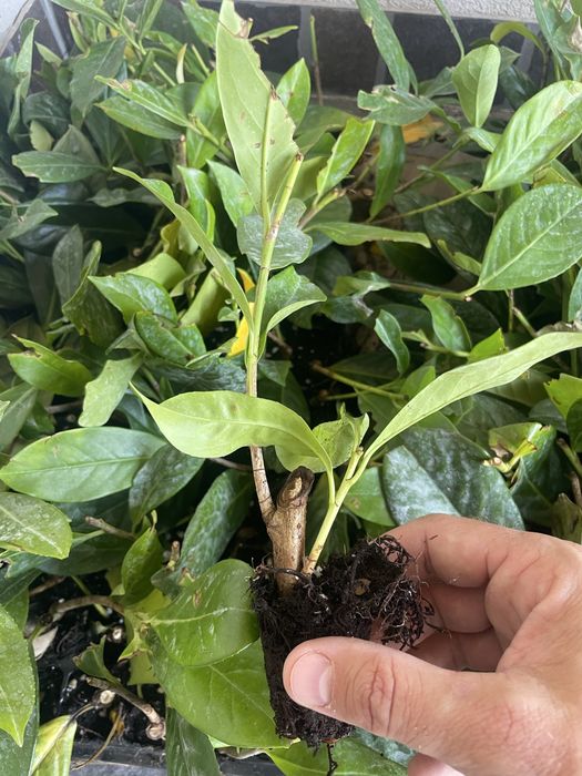 Prunus Laurocerasus - Laur englezesc - rasad / răsaduri gard viu - de la 4 lei/buc.