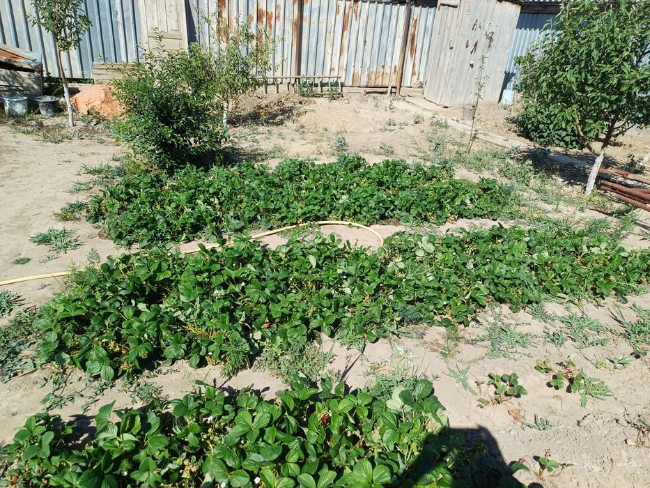 Рассада клубники местная крупные