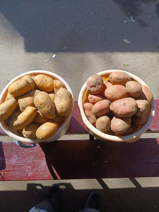 Продам картофель данный