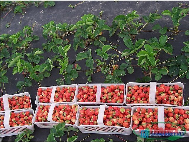 Агроволокно АгроЭл 60, (Мульча) Шир (1,6м-3,2м, -9,3 м)