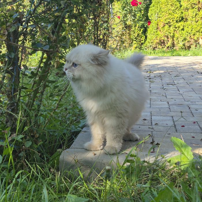 British Longhair