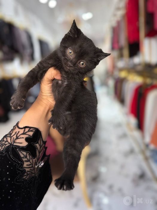 Котята отдам в добрые руки даром