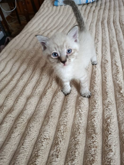 Отдам котят в хорошие руки