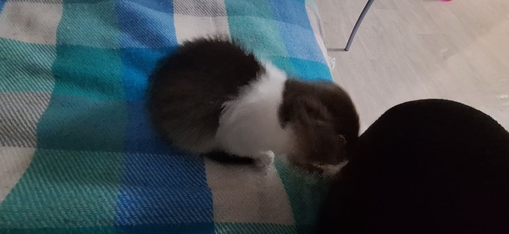 Отдам котенка бесплатно