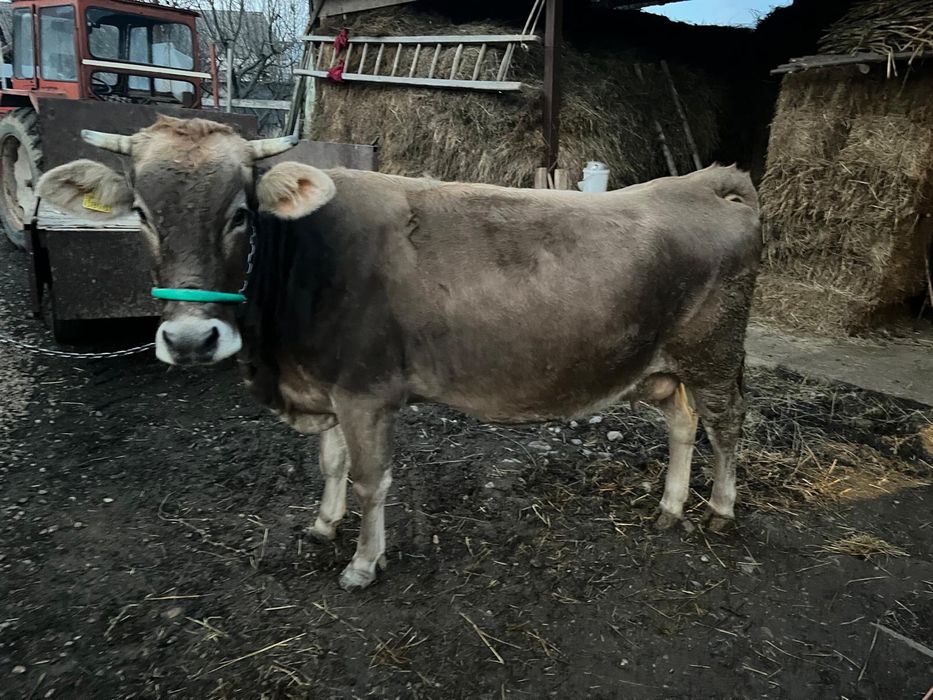 Vacă de vânzare brună