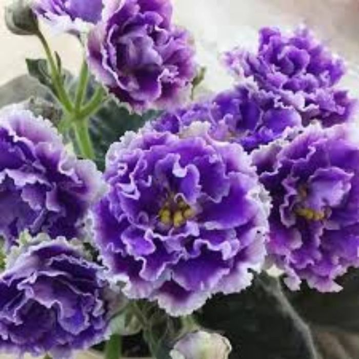 Продам листики сортовых фиалок.