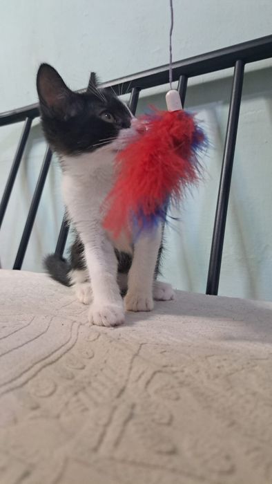 Котодетки (котята) в поиске самых лучших  котородителей
