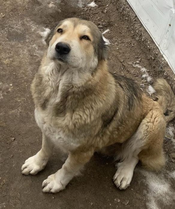 Алабай средний азиат