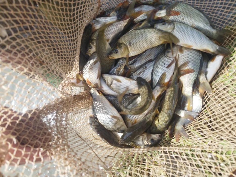 Балик чавоклари САЗАН Амур чавоклар бор келшилган нархда доставка бор