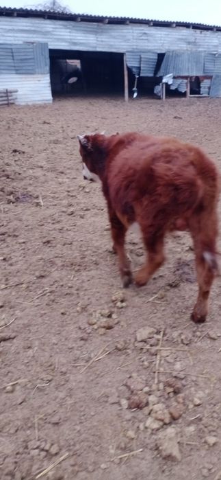 Баспақтар сатылады