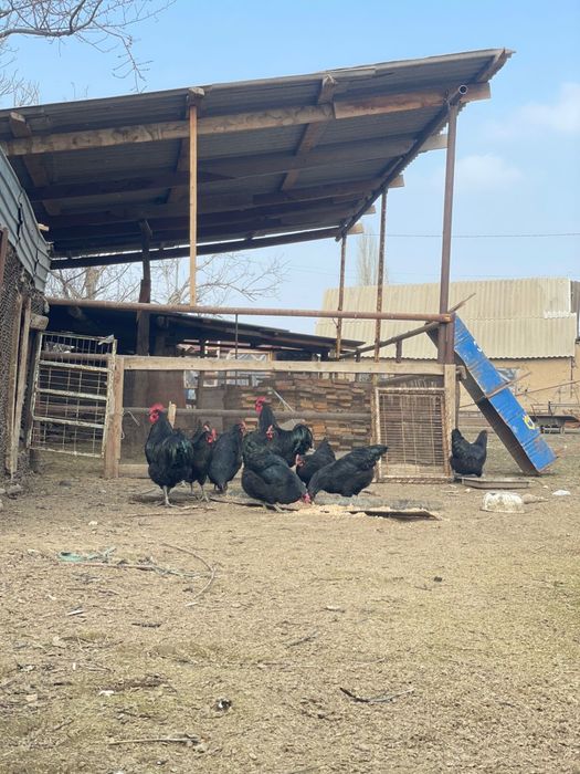 гигант джерсийский