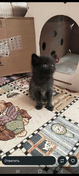 Отдам котенка в добрые руки, возраст 1 месяц