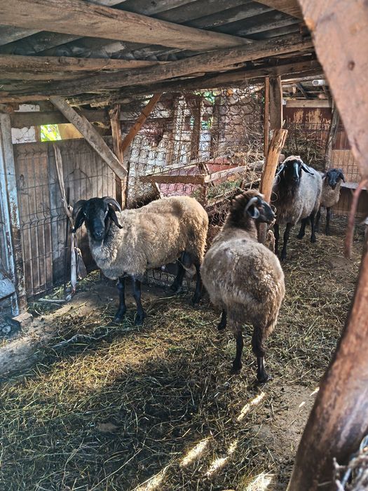 Oi carabaci de vânzare