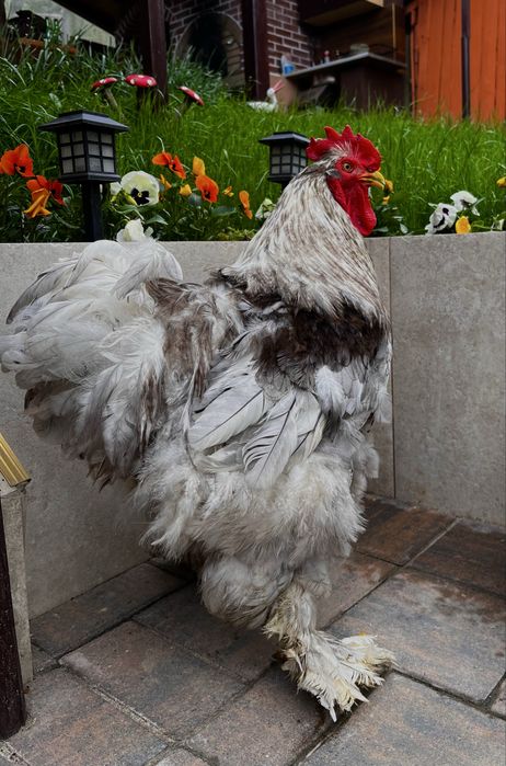 Vand pereche cocos si gaina cochinchina urias albastru