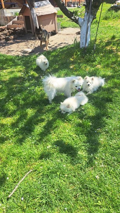 Померан/Шпиц. 2 момче / 1 момиче . 3 месец