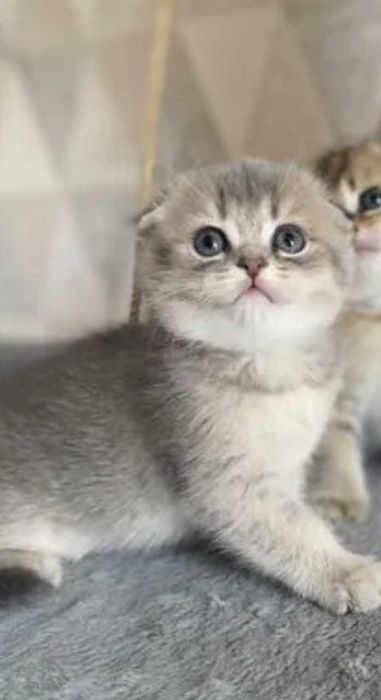 Продам породистых Шиншилл