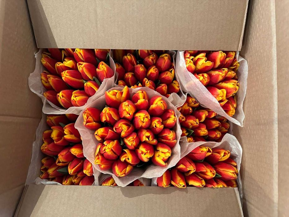 Оптом Тюльпаны и