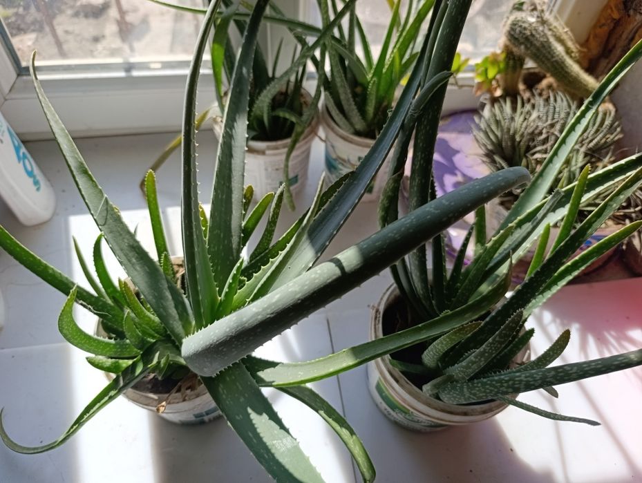 Алоэ вера, цветущие кактусы