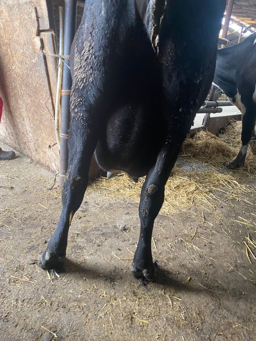 Doua vaci disponibile