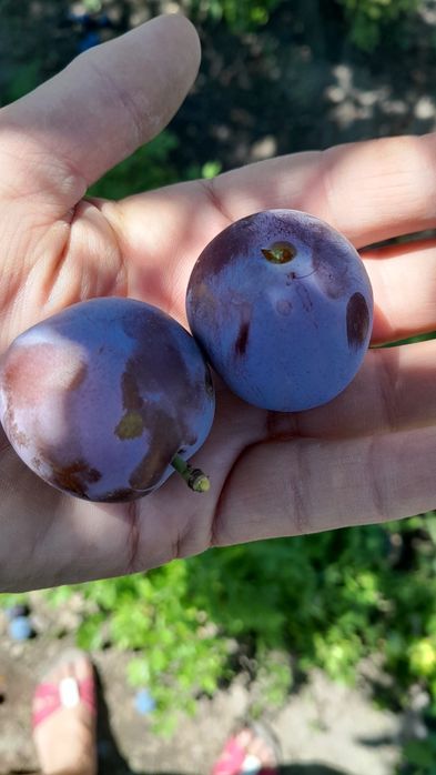 Продам сливу из своего сада
